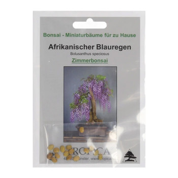 Семена Африкански син дъжд (Bolusanthus speciosus)