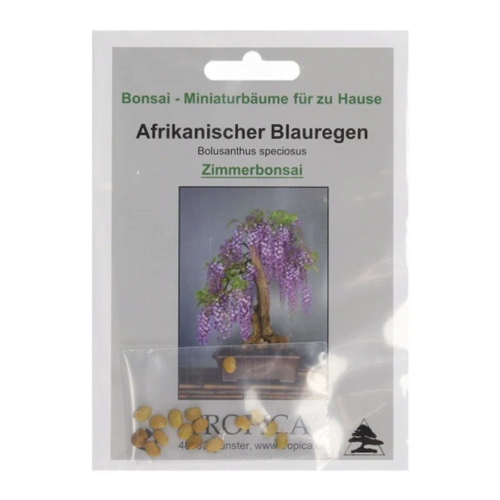 Семена Африкански син дъжд (Bolusanthus speciosus)