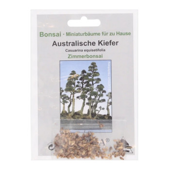 Семена Австралйиски бор (Casuarina equisetifolia)