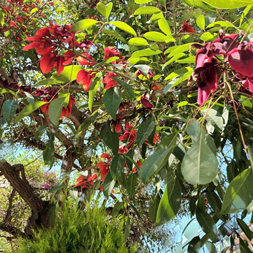 Семена Еритрина, коралов храст (Erythrina crista-galli)