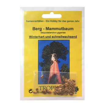 Семена Гигантска секвоя (Sequoiadendron gigantea)