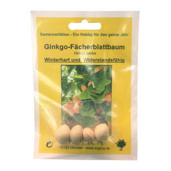 Семена Гинко-вековно дърво (Gingko biloba)