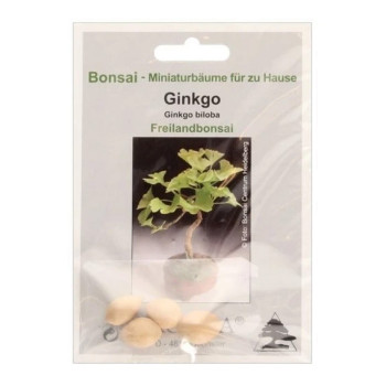 Семена Гинко (Ginkgo biloba)