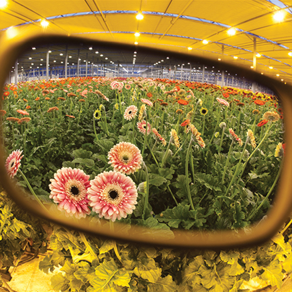 Защитни Очила Operator HPS Plus