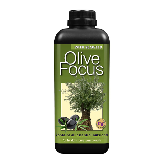 Olive Focus 1L