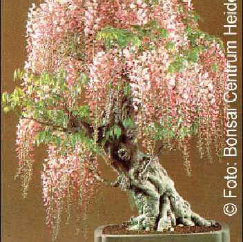 Семена Африкански син дъжд (Bolusanthus speciosus)