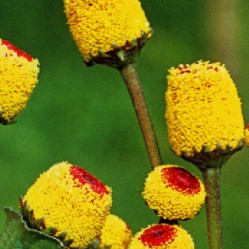 Семена Акмела (acmella oleracea)