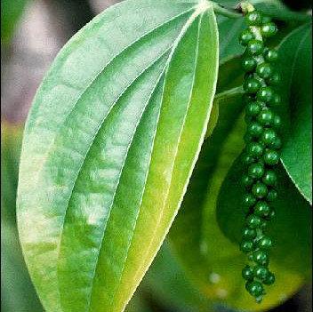 Семена Черен пипер (Piper nigrum)