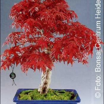 Семена Червенолистен японски клен (Acer palmatum atropurpureum)