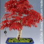 Семена Червенолистен японски клен (Acer palmatum atropurpureum)