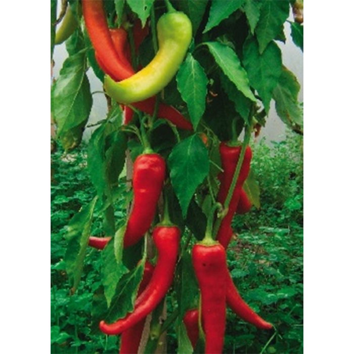 Seeds Antalya Dan Paprika (Capsicum annum)