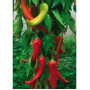 Seeds Antalya Dan Paprika (Capsicum annum)