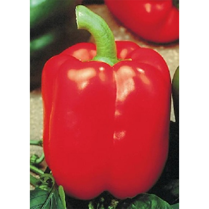 Seeds Bendigo Paprika (Capsicum annum)