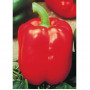 Seeds Bendigo Paprika (Capsicum annum)
