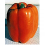 Seeds Gourmet Paprika (Capsicum annum)