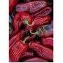 Семена Чушки "Корно Росо" (Capsicum annum)