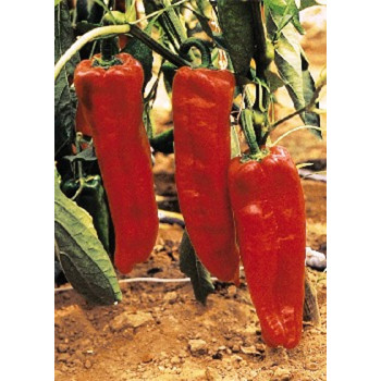 Seeds Capricorn F1 (Capsicum annum)