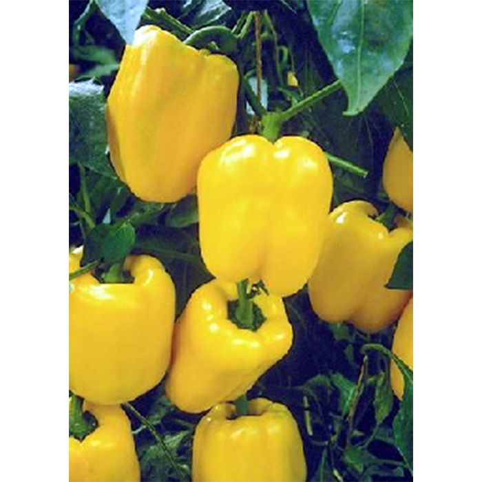 Семена Чушки "Лутеус" (Capsicum annum)