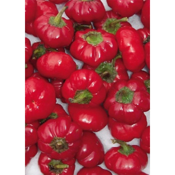 Семена Чушки "Парадизо" (Capsicum annum)