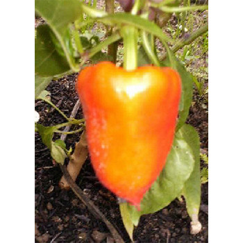 Семена Чушки "Пустаголд" (Capsicum annum)