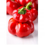 Семена Чушки "Тореро Росо" (Capsicum annum var. arossum)