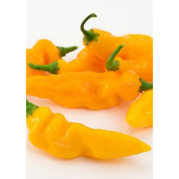 Семена Чушки "Жълт Биков Рог" (Capsicum annum)