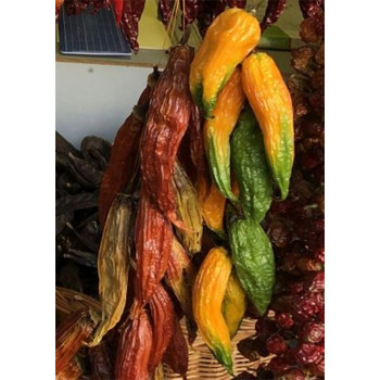 Seeds Chili "AJI Amarillo" (Capsicum baccatum)