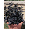 Seeds Topfchili Black Pearl F1 (Capsicum chinense)