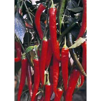 Семена Чили "Фуего" (Capsicum annum)