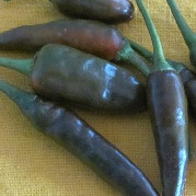 Семена Чили "Лют Шоколад" (Capsicum annum)