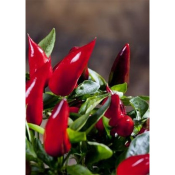 Seeds Chili Birds-Eye Vogelaugen-Chili (Capsicum frutescens)