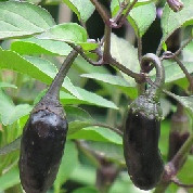 Семена Чили "Пурпурен Тигър" (Capsicum chinense)