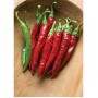 Семена Чили "Ред Рокет" (Capsicum annum)