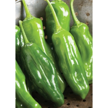 Семена Чили Шишито "Мелоу Стар" (Capsicum annum)