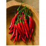 Seeds Thai Chili Bangkok F1 (Capsicum annum)