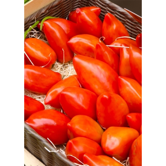 Семена Домати "Андски Рог" (Lycopersicon esculentum)