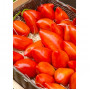 Семена Домати "Андски Рог" (Lycopersicon esculentum)
