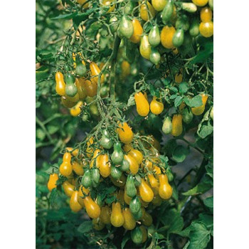 Семена Домати "Датевайн" (Lycopersicon esculentum)