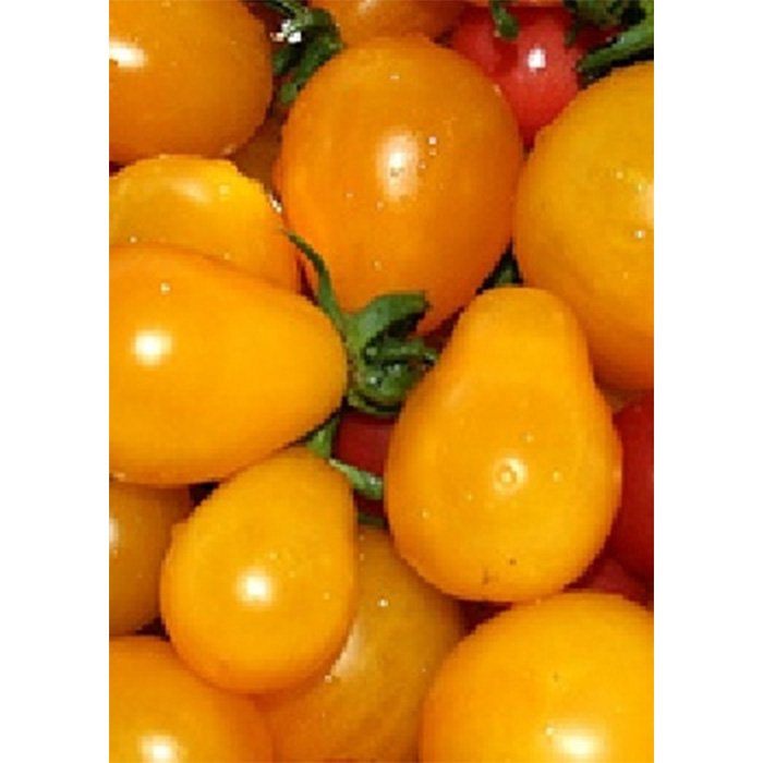 Семена Домати "Йелоу Събмарин" (Lycopersicon esculentum)