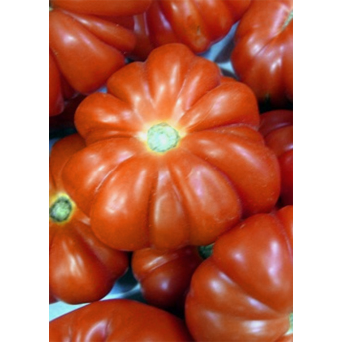 Семена Домати "Костолуто Дженовезе" (Lycopersicon esculentum)