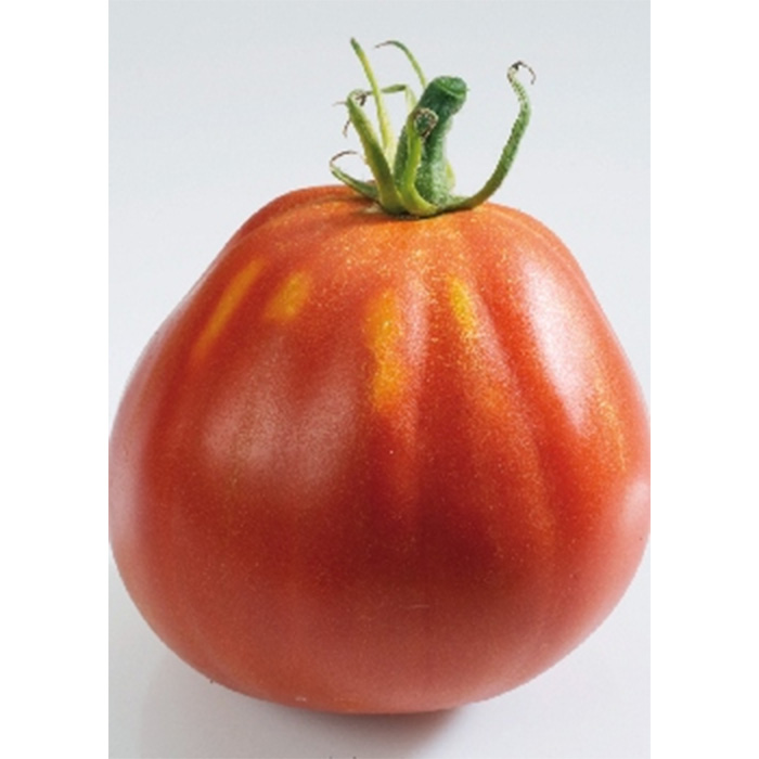 Семена Домати "Лигурия" (Lycopersicon esculentum)