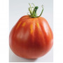 Семена Домати "Лигурия" (Lycopersicon esculentum)