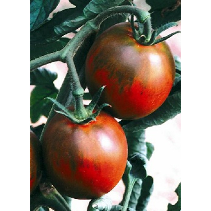 Семена Домати "Ноар Рус" (Lycopersicon esculentum)