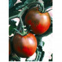 Семена Домати "Ноар Рус" (Lycopersicon esculentum)