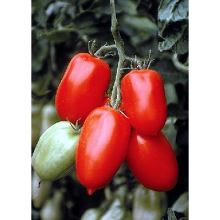 Семена Домати "Сан Марцано" (Lycopersicon esculentum)