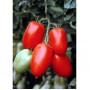 Семена Домати "Сан Марцано" (Lycopersicon esculentum)