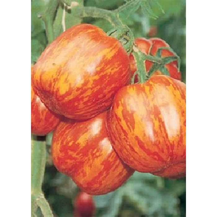 Семена Домати "Стрипед Стъфър" (Lycopersicon esculentum)