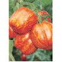 Семена Домати "Стрипед Стъфър" (Lycopersicon esculentum)
