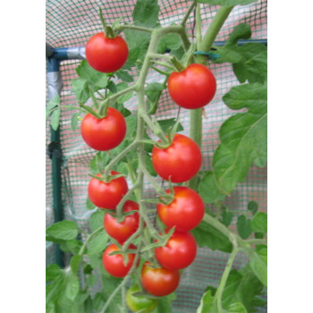 Семена Домати "Захарно Грозде" (Lycopersicon esculentum)