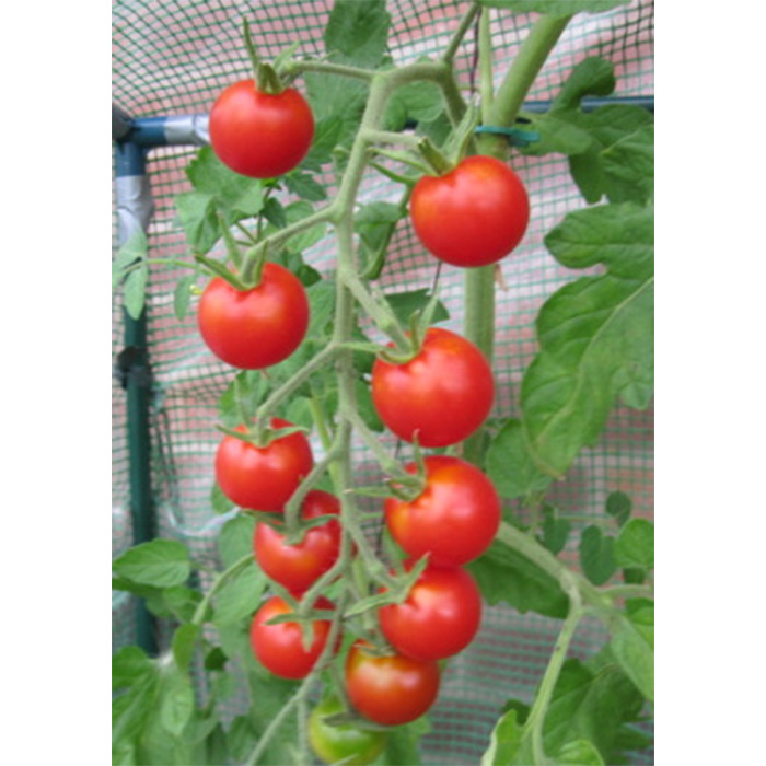 Семена Домати "Захарно Грозде" (Lycopersicon esculentum)